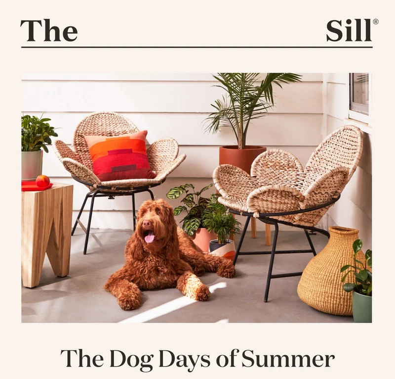 The Dog Days of Summer
