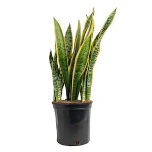 Up to 50% Off Select House Plants