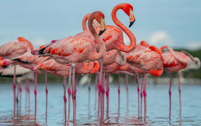 An image of flamingos