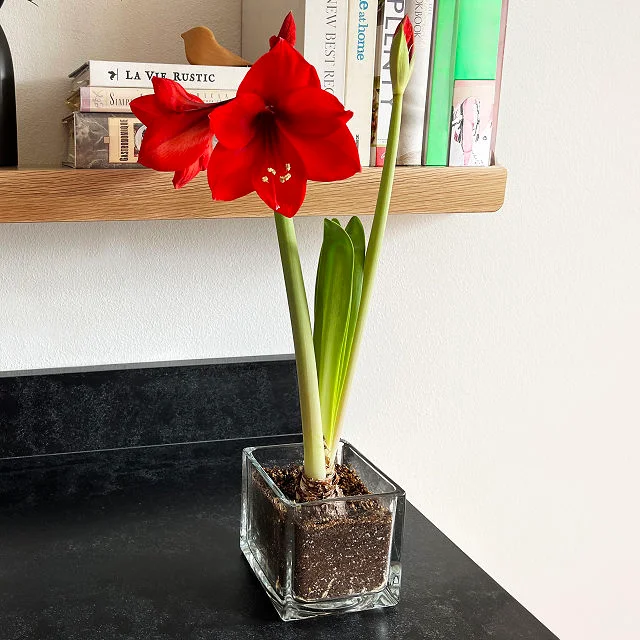 Grow Your Own Holiday Amaryllis