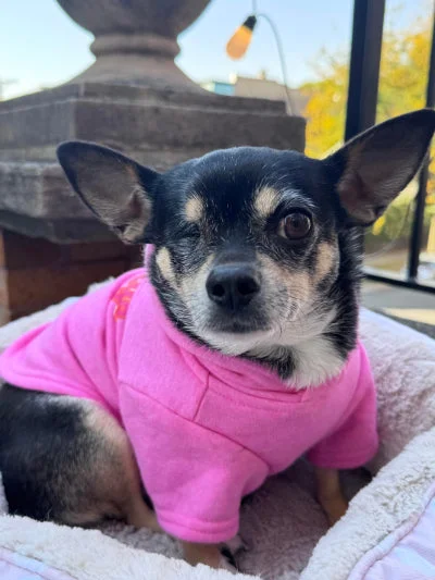 Penny from Wynk (a one-eyed chihuahua in a pink sweater looking at the camera on a sunny fall day)