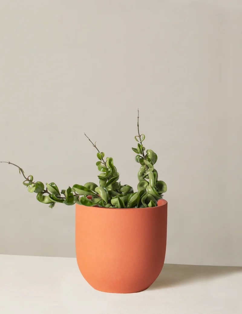 Image of Hoya Hindu Rope