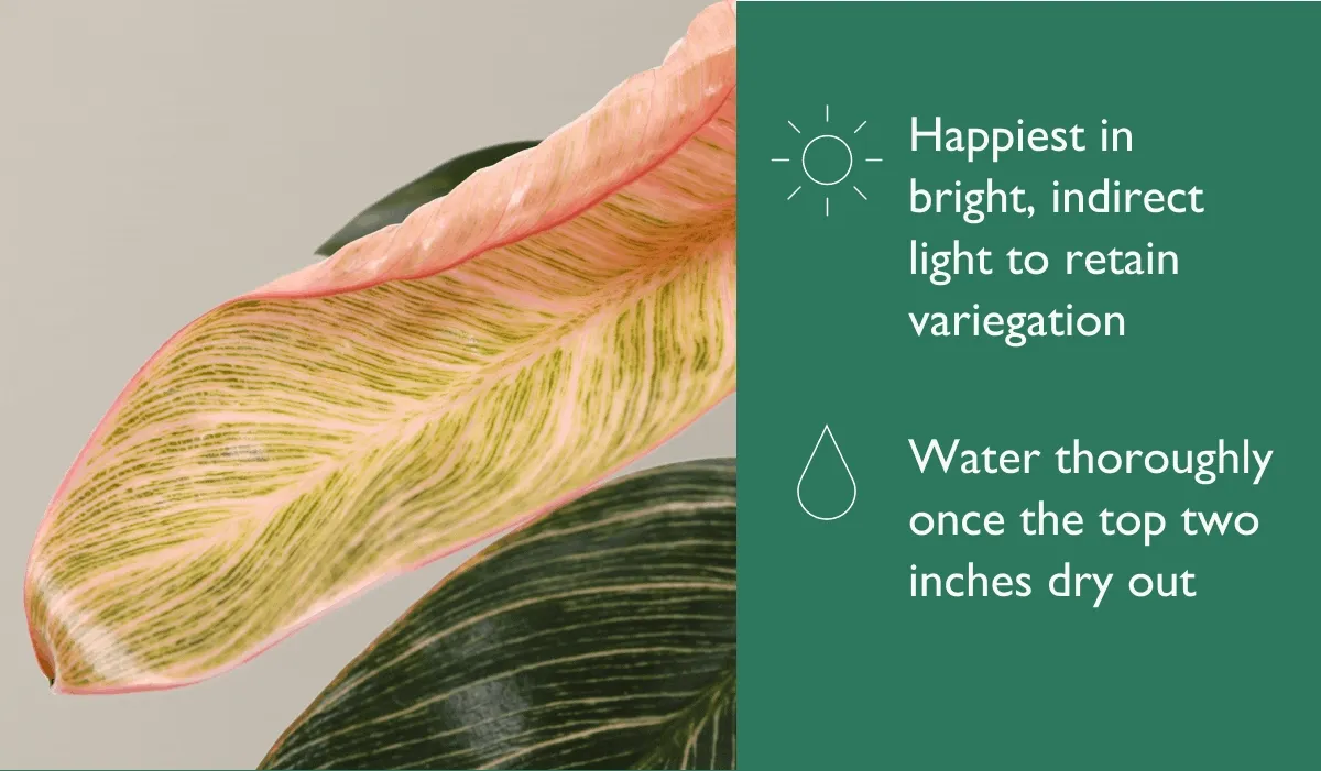 The Philodendron Pink Bikini is happiest in bright, indirect light to retain its unique variegation.