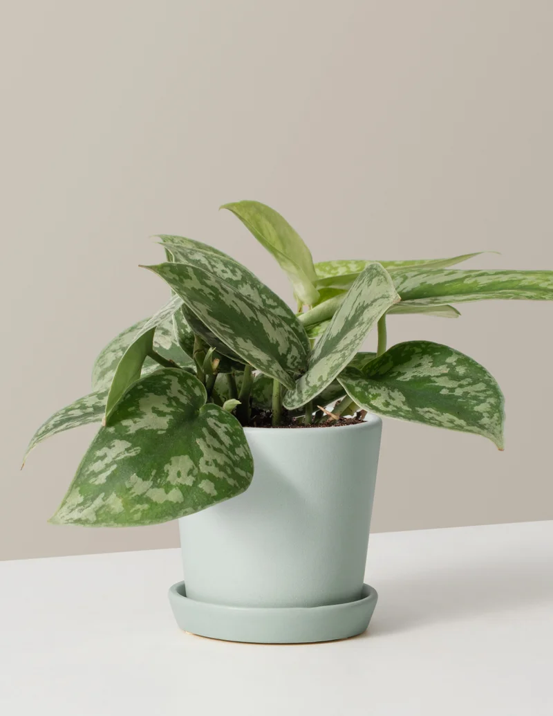 Image of Satin Pothos