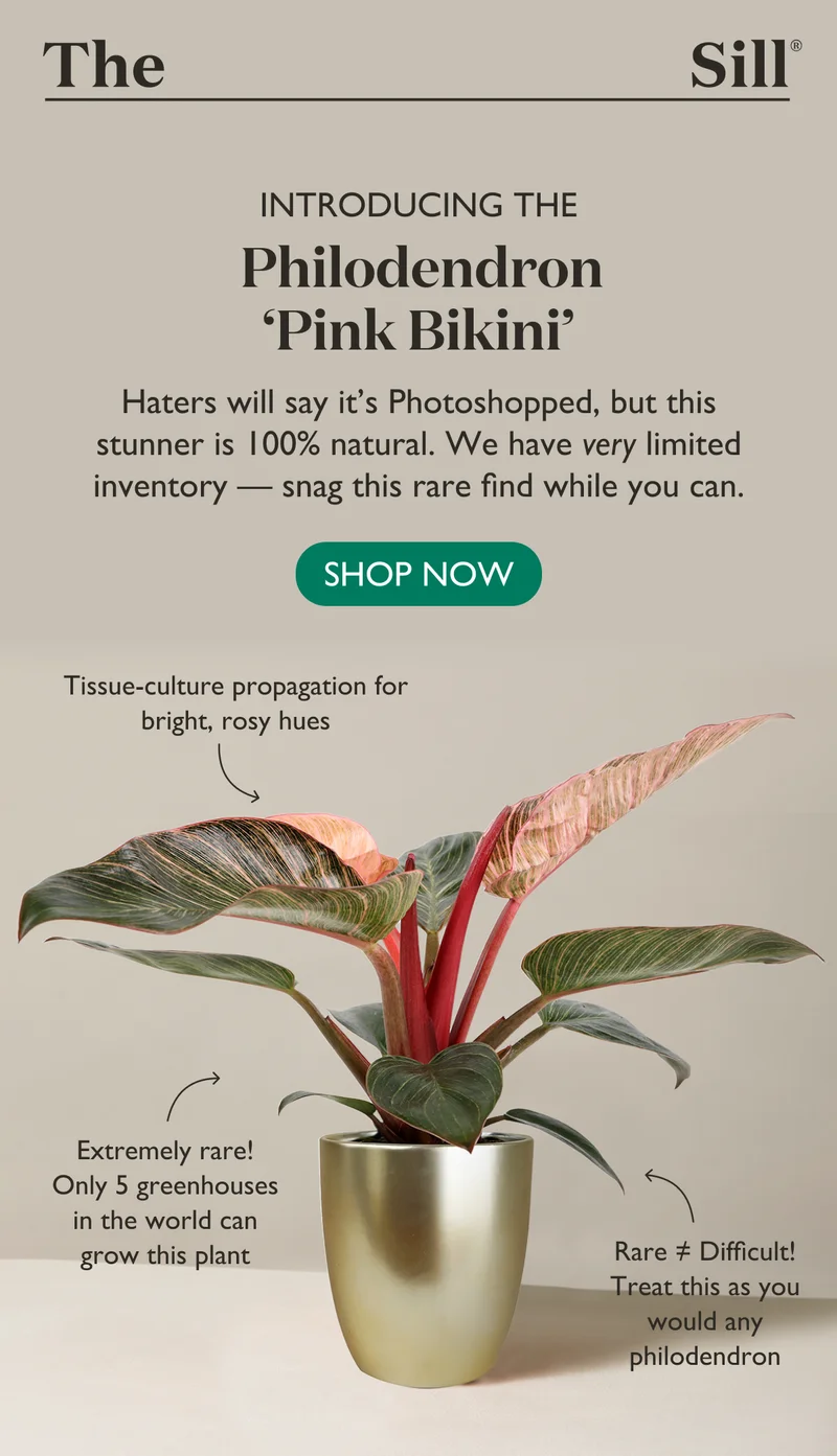 Meet The Philodendron Pink Bikini - Shop Now!