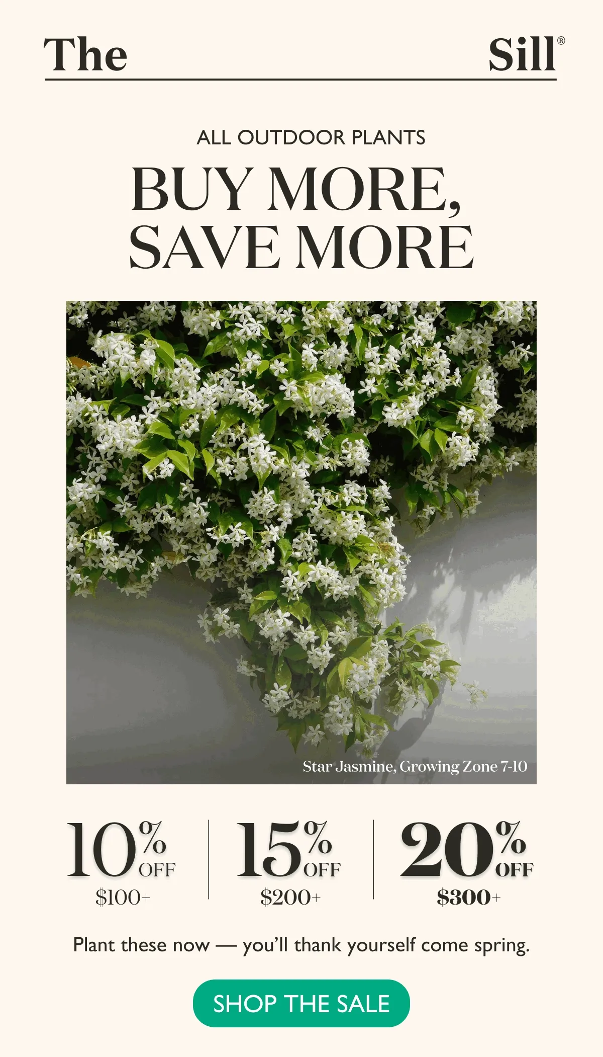 Up to 20% Off MASSIVE Plants. Instantly upgrade your home with an XL Fiddle Leaf Fig or an XL Olive Tree — or hey, why not get both? These rarely go on sale!
