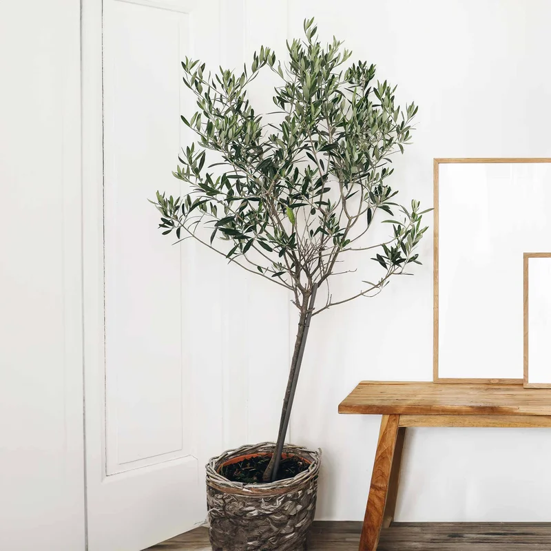 Photo of a 6' tall olive tree in a planter next to a side table in a white room