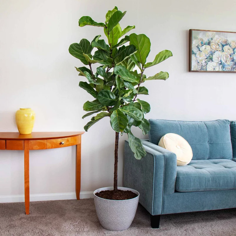 A 5-6' tall fiddle leaf fig tree next to a blue sofa in a living room.