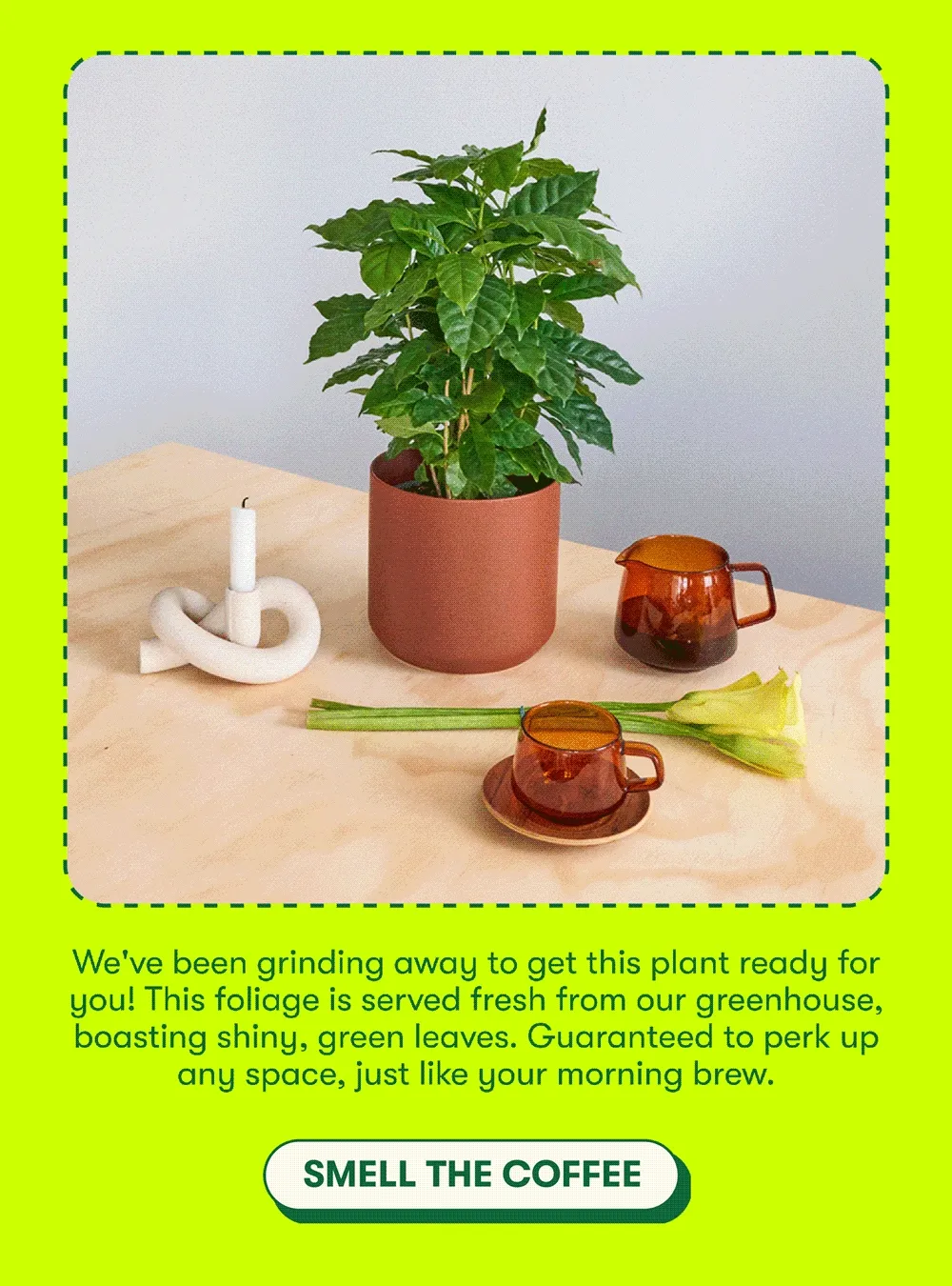 We've been grinding to get America's favorite fruit ready for you, and the day has finally come. This foliage is served fresh from our greenhouse, boasting shiny, green leaves guaranteed to perk up any space, just like your morning brew