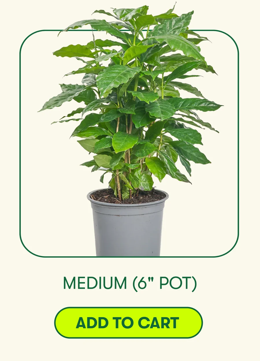 Medium 6" Pot - Add To Cart
