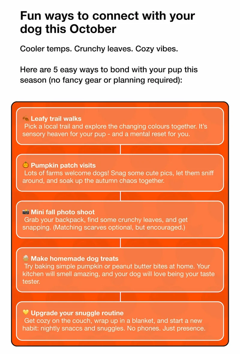 Fun ways to connect with your dog this October