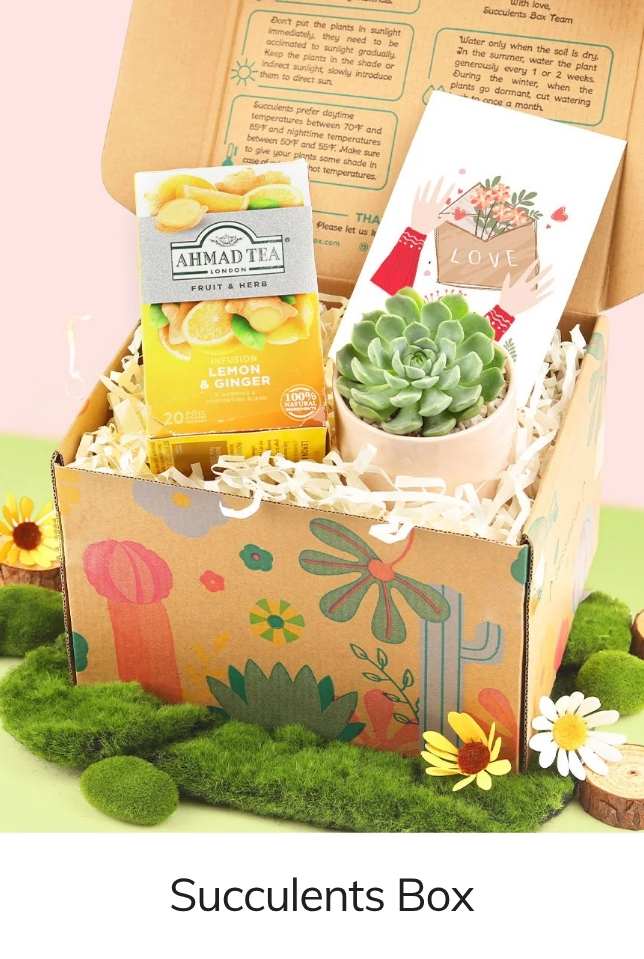 Succulents Box Warmest Wishes