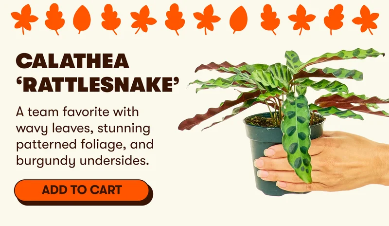 Calathea ‘Rattlesnake’ A team favorite with wavy leaves, stunning patterned foliage, and burgundy undersides. [ADD TO CART]