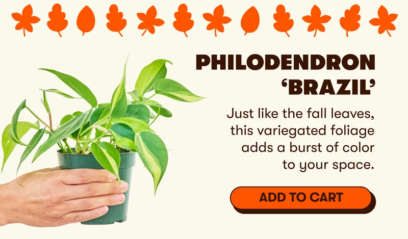 Philodendron ‘Brazil’Just like the fall leaves, this variegated foliage adds a burst of color to your space.[ADD TO CART]