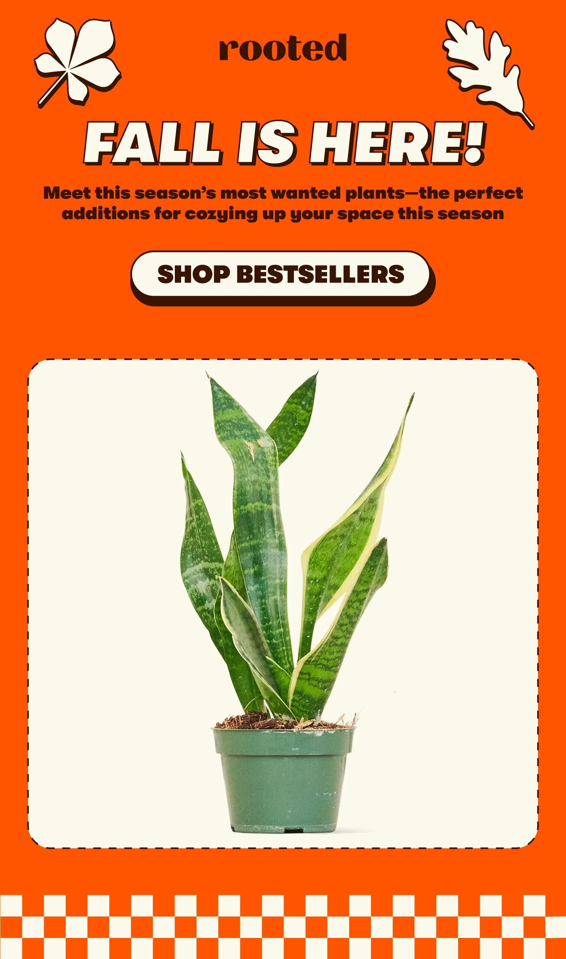 ALL IS HERE! Meet this season’s most wanted plants—the perfect additions for cozying up your space this season [SHOP BESTSELLERS]