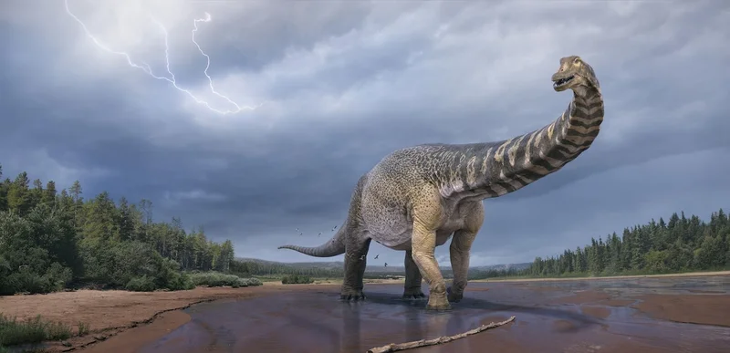 About 95 million years ago, a massive dinosaur called Australotitan cooperensis shook the ground of what's now northeastern Australia.
