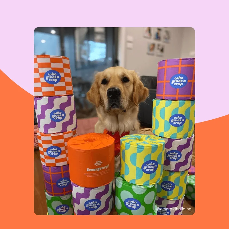 Image: Pup in the middle of Who Gives A Crap toilet paper rolls. Image by @emraldbuilding