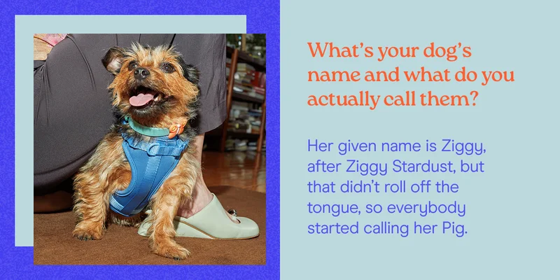 What’s your dog’s name and what do you actually call them? Her given name is Ziggy, after Ziggy Stardust, but that didn’t roll off the tongue, so everybody started calling her Pig.