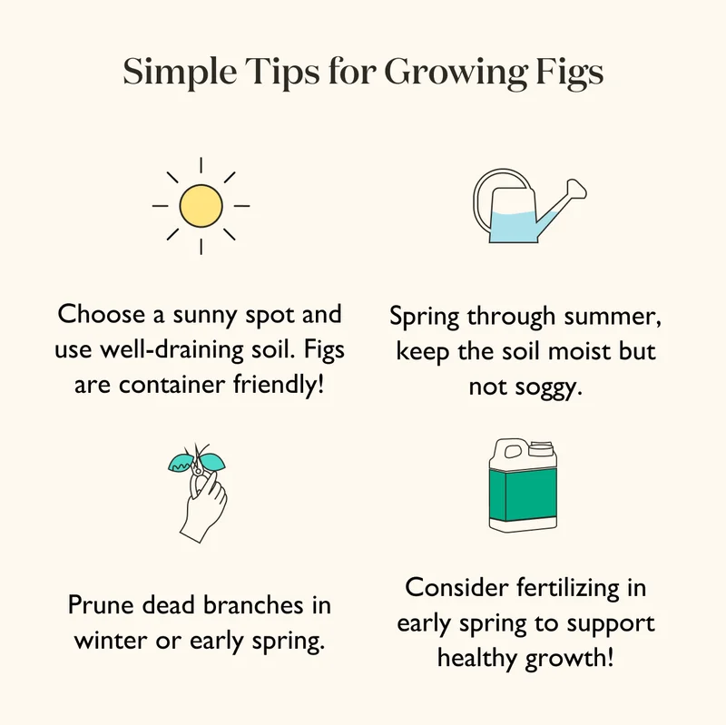 How-To Care for a Fig Tree (click Display images above!)
