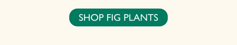 Shop Fig Plants