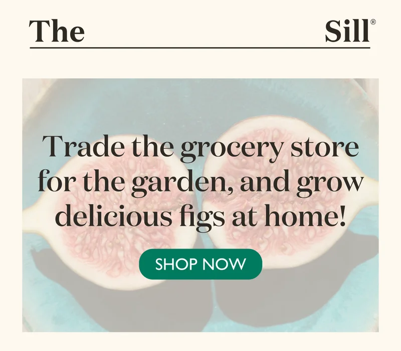 Trade the grocery store for the garden, and grow delicious figs at home! Shop now.