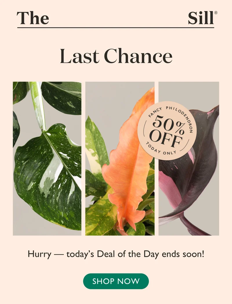 Hurry, today's Deal of the Day ends at mignight! Shop 50% off Fancy Philodendrons.