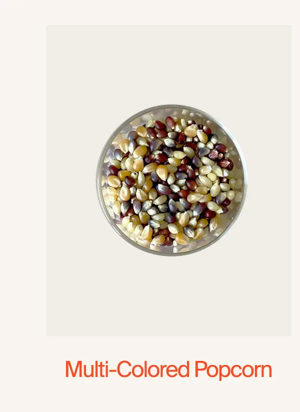 Popcorn, Multi-Colored