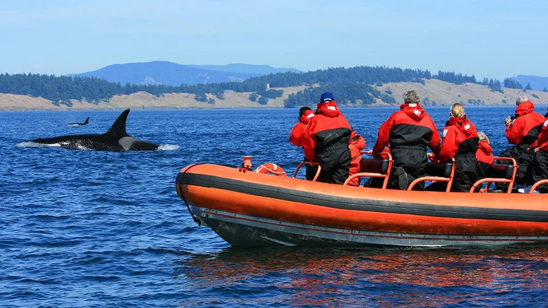 Image description: Whale watching in Victoria, British Columbia