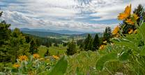 Bozeman