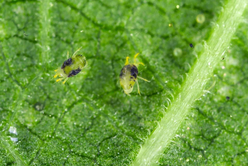 spidermites