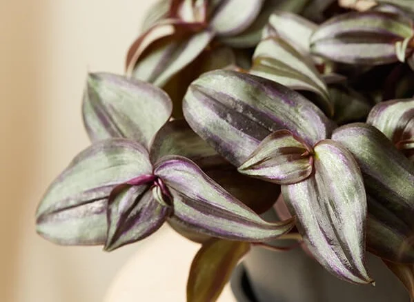 zebrina detail