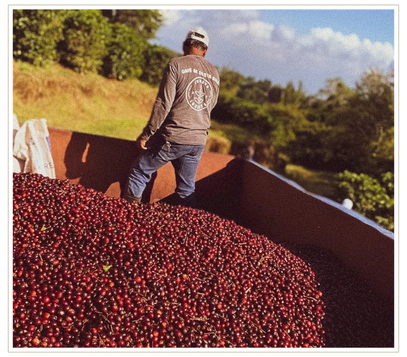 Black Cherry Process