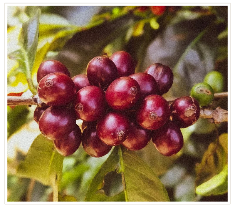 Black Cherry Process, in which cherries are harvested at peak ripeness
