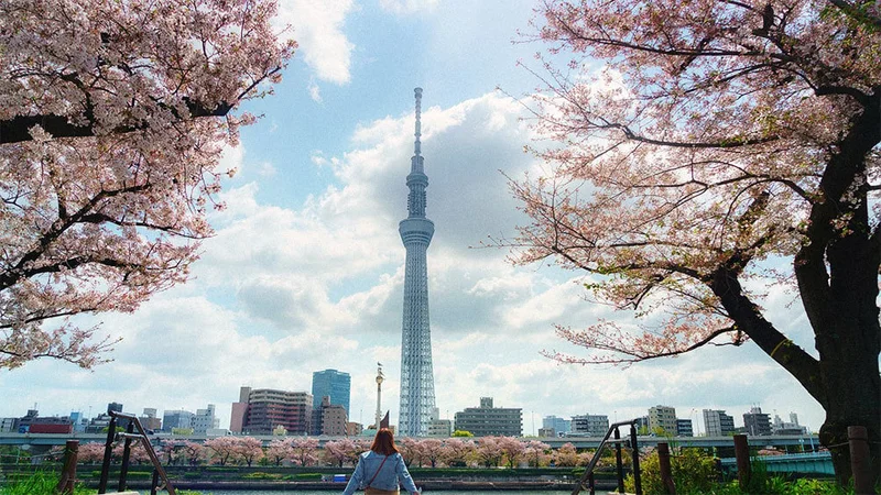 Image description: Cherry blossoms in Sumida Park, Tokyo