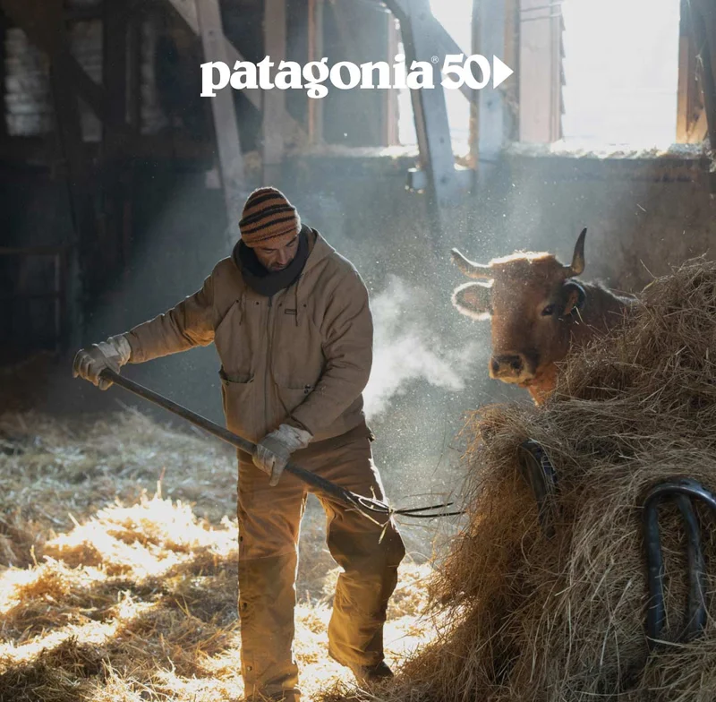 A person wearing warm clothes forks hay for a golden-haired bull in a wooden barn.
