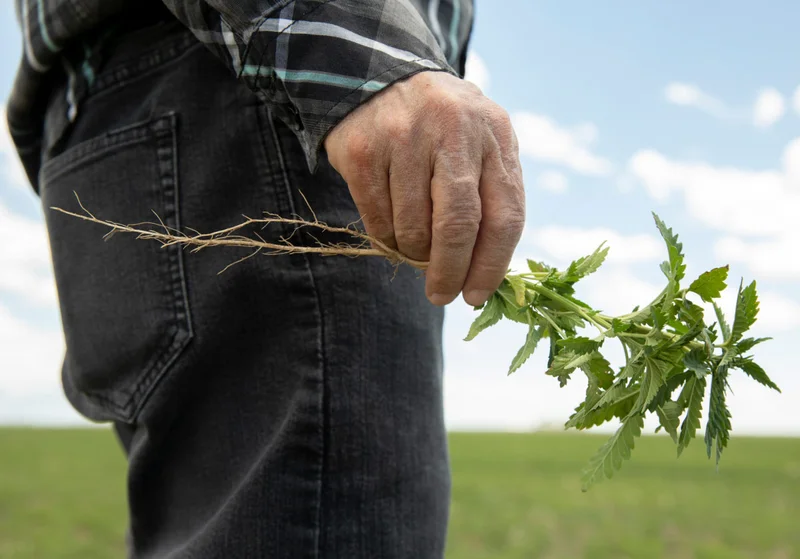 Close-up photo of a hand holding two young hemp plants with their roots still in tact.