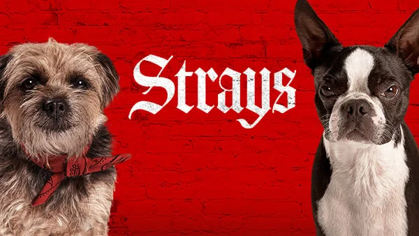 Strays