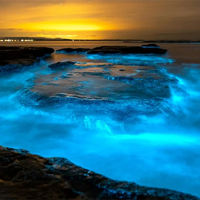 The phenomenon requires warm, calm and windless waters, as well as low-lit new moon nights, to ensure particularly memorable displays.