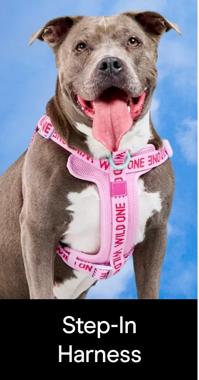 Step-in Harness