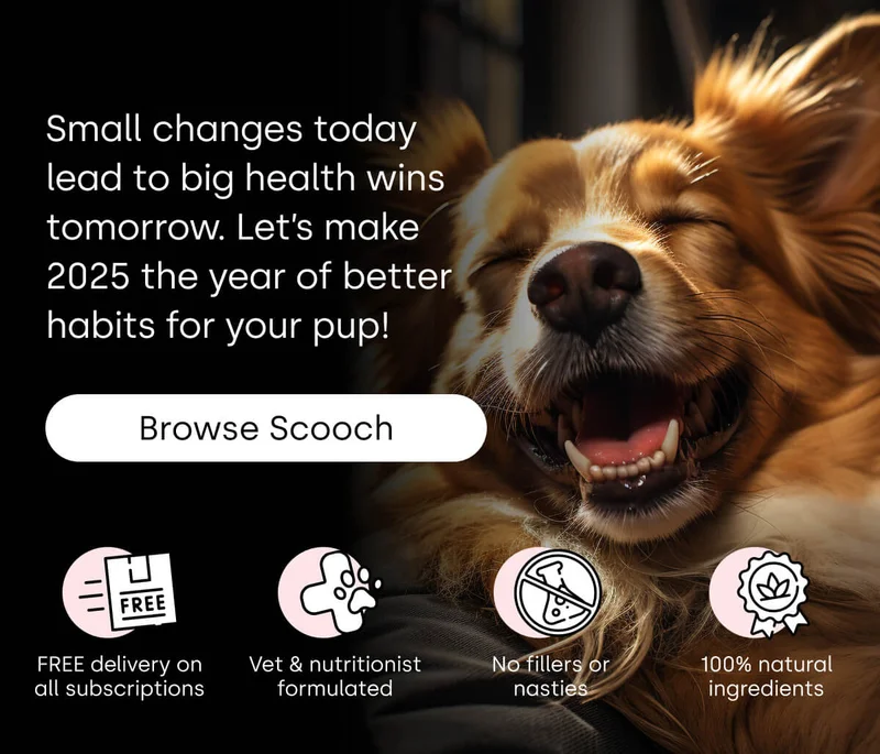 Let’s make 2025 the year of better habits for your pup! - Browse Scooch