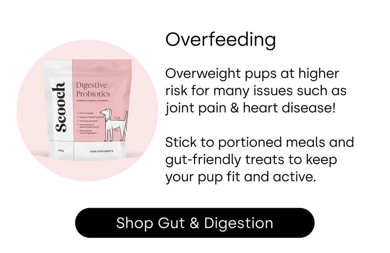 Overfeeding - Shop Gut & Digestion
