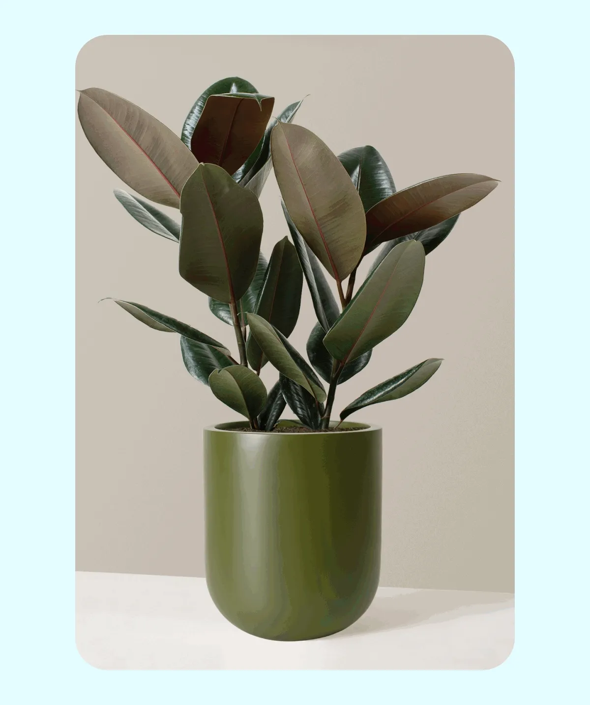 New and Back In Stock Large Floor Plants