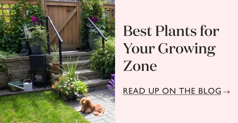 Find the best outdoor plants for your growing zone on our blog!