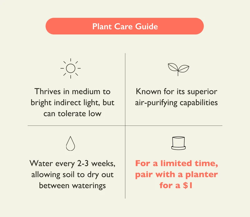 Moonshine Snake Plant Care Guide