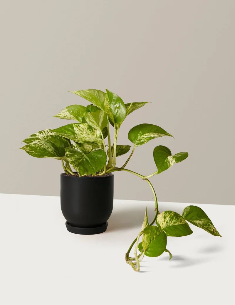 Image of Pothos Marble Queen