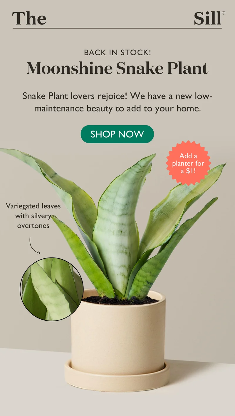 Back In Stock: Shop the Moonshine Snake Plant!