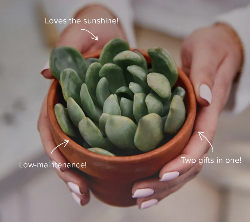 Loves the sunshine! Low-maintenance. Two gifts in one!