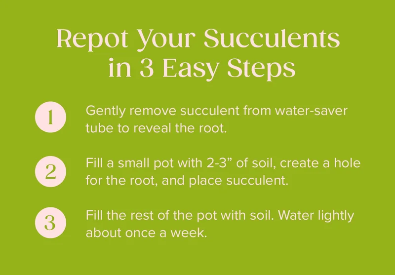 Repot Your Succulents in 3 Easy Steps  1&nbsp;Gently remove succulent from water-saver tube to reveal the root. Fill a small pot with 2-3 of soil, create a hole for the root, and place succulent.  2&nbsp;Fill the rest of the pot with soil. Water lightly about once a week. 3 Fill the rest of the pot with soil. Water lightly about once a week.