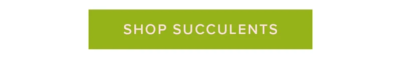 SHOP SUCCULENTS