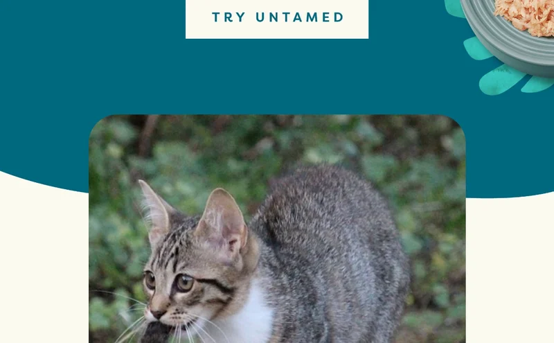Try Untamed